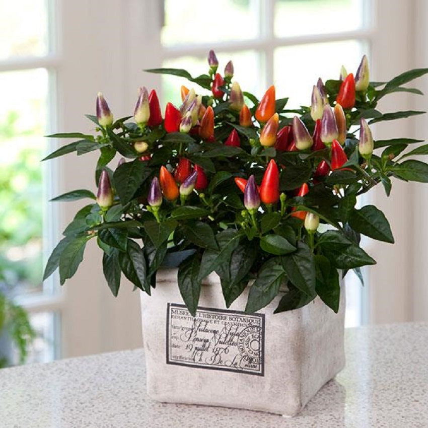 ornamental pepper plant seeds Ornamental Pepper Seeds Acapulco Multicolor 25 Seeds – trailingpetunia.com