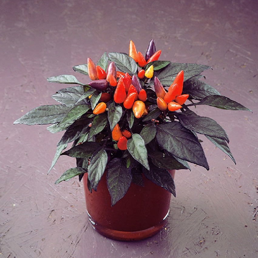 ornamental pepper plant seeds 25 Ornamental Pepper Seeds Conga Ornamental Pepper Plant Seeds
