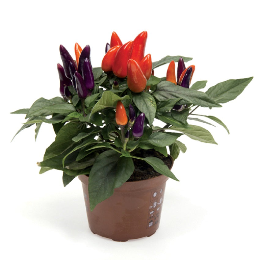 ornamental pepper plant potted 25 Mambo Purple And Orange Ornamental Pepper Seeds – trailingpetunia.com