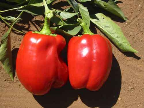 red pepper seeds for planting 200 Pepper Seeds | Sweet Pepper | Big Red