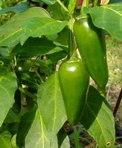 Tam Jalapeno Pepper Seeds Chili Pepper Mild Pepper 25 thru 500 You Pick