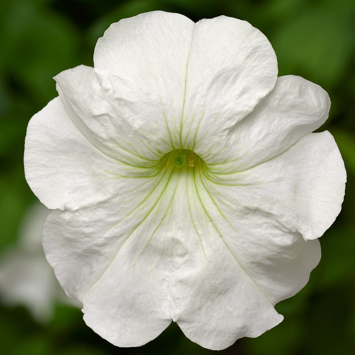 Petunia Seeds Damask White 50 Pelleted Seeds
