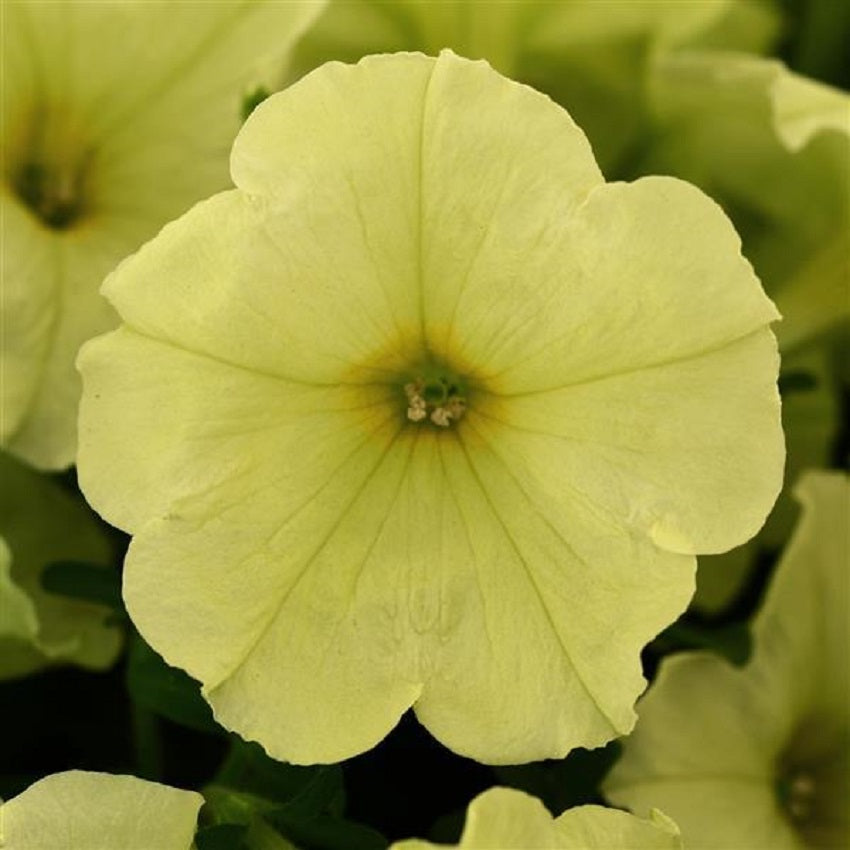 Debonair Lime Green Petunia Seeds 15 thru 100 Pelleted Seeds