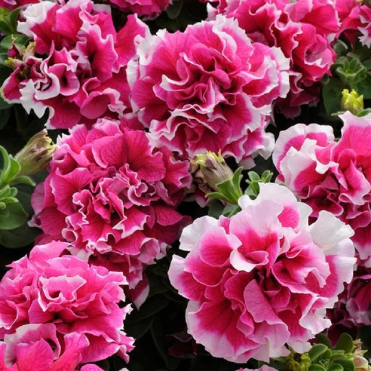50 Pelleted Red Pirouette Petunia Seeds - Double Petunia Pirouette Red Flower Seeds