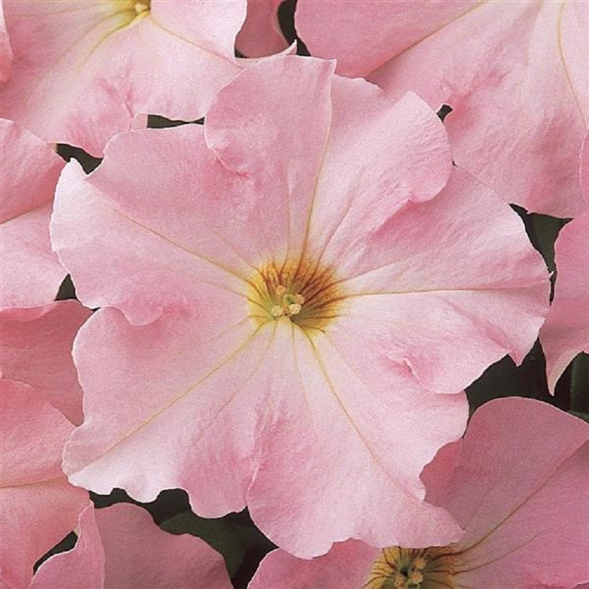 Petunia Seeds 50 Pelleted Seeds Dreams Appleblossom
