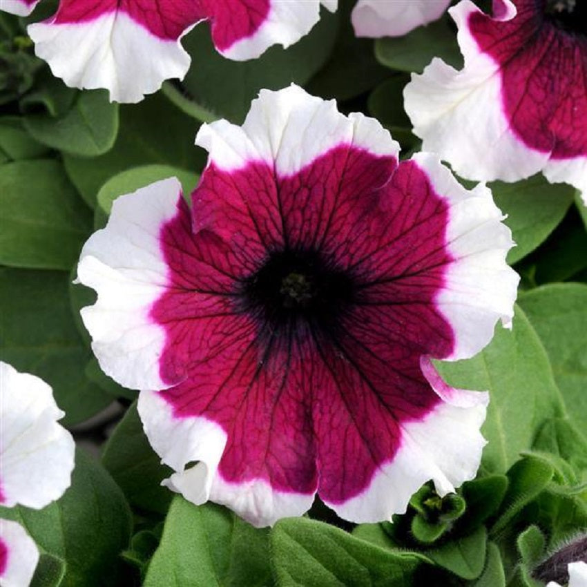 Petunia Dreams Burgundy Picotee Flower Seeds 50 thru 1,000 Pelleted Seeds