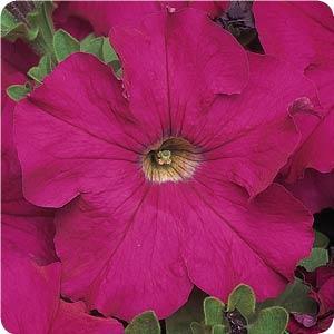 Petunia Seeds 50 Pelleted Seeds Dreams Neon Rose