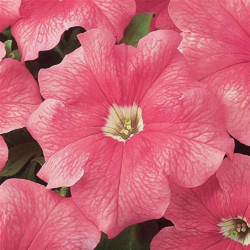 Petunia Dreams Salmon Flower Seeds 50 thru 1,000 Pelleted Seeds