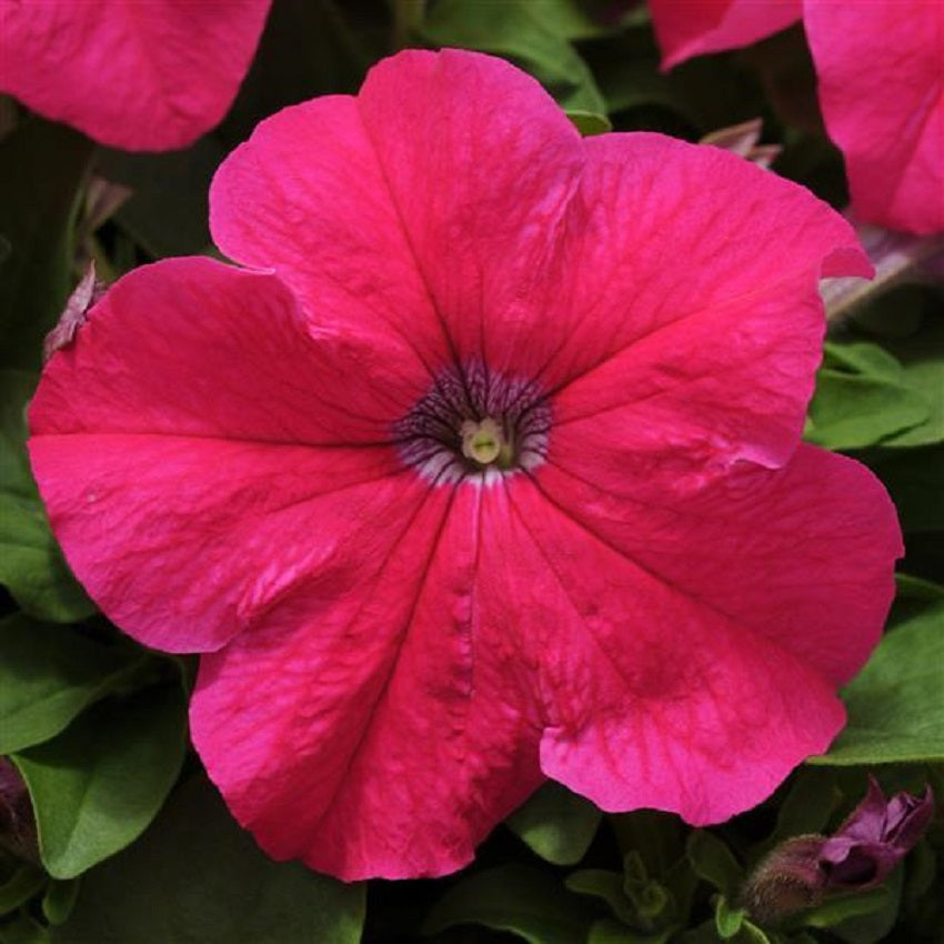 Ez Rider Rose 50 Pelleted Petunia Seeds