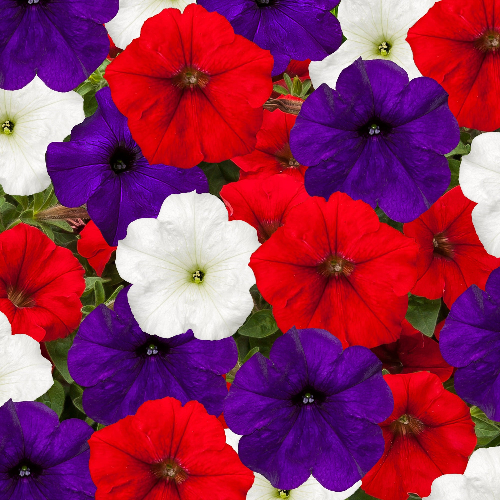 petunia mix flower seeds Fotofinish Patriot Mix 25 Trailing Petunia Seeds Pelleted Flower Seeds – trailingpetunia.com