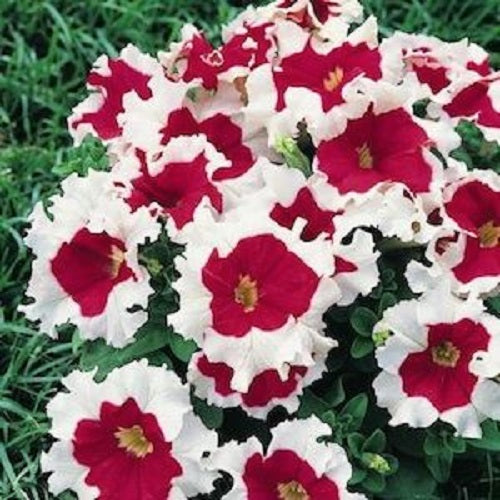 Pelleted Petunia Seeds 25 thru 1,000 Pelleted Seeds Frost Fire