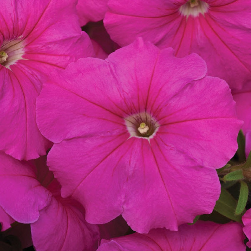 Hurrah Pink Petunia Seeds 25 thru 1,000 Flower Seeds Pelleted Seeds