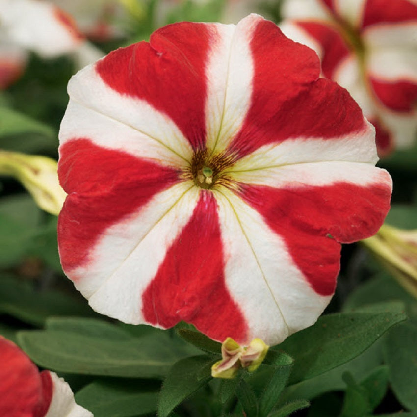 Petunia Seeds Hurrah Red Star 25 thru 1,000 Flower Seeds Pelleted Seeds