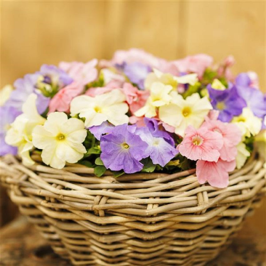 50 Pelleted Petunia Seeds Limbo Pastel Mix