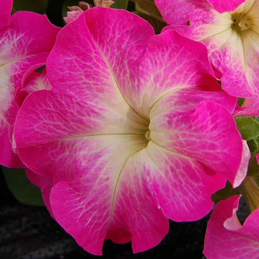 50 Pelleted Petunia Seeds Limbo Rose Morn Petunias Seeds