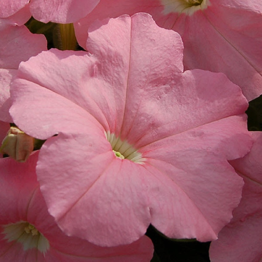 Petunias Seeds 50 Pelleted Seeds Mambo Peach