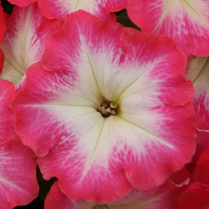 Petunia Seeds Petunia Mambo Red Morn 25 thru 1,000 Pelleted Seeds