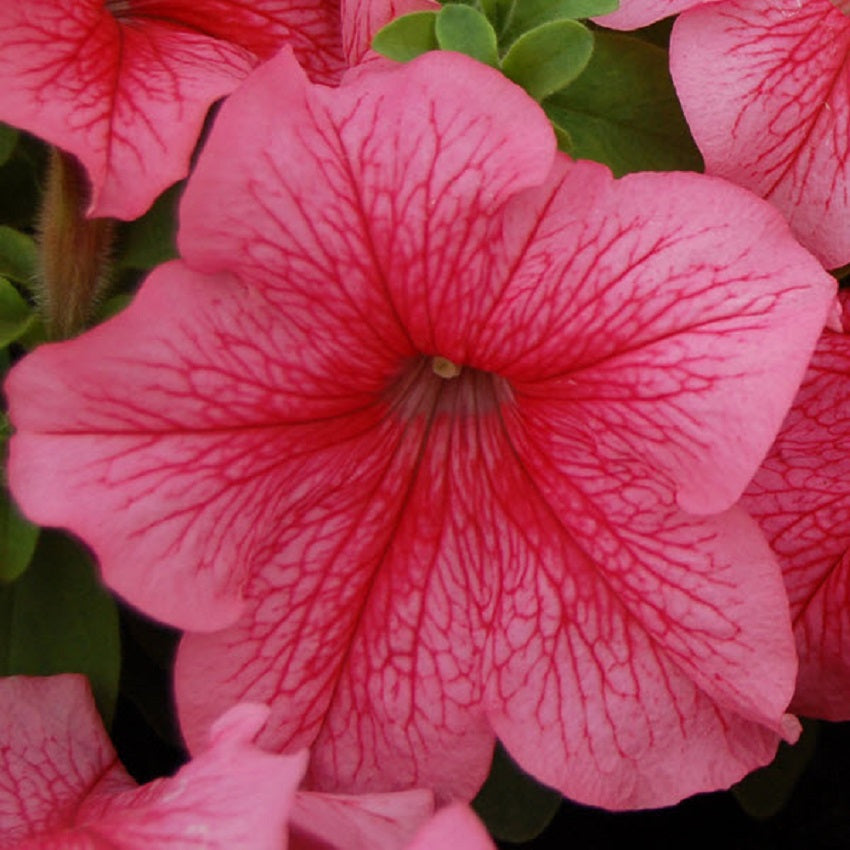 Petunia Seeds Petunia Mambo Red Vein 25 thru 1,000 Pelleted Seeds