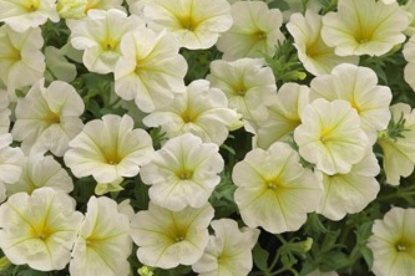 Trailing Petunia Seeds Opera Supreme Lemon 25 Pelleted Seeds