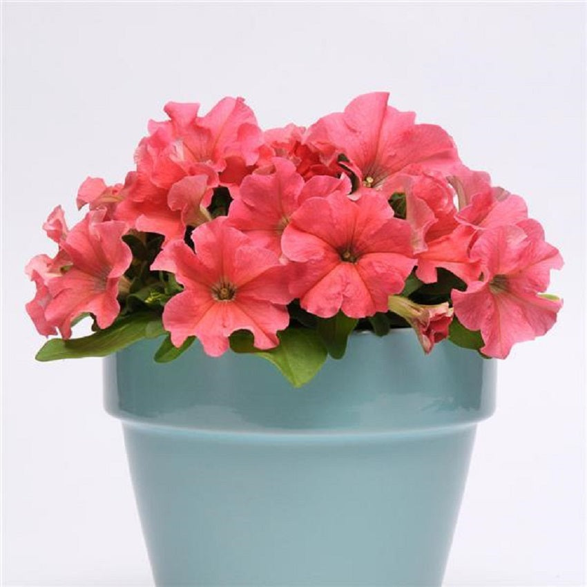 Petunia Pretty Grand Coral Petunia Seeds 25 thru 100 Pelleted Seeds