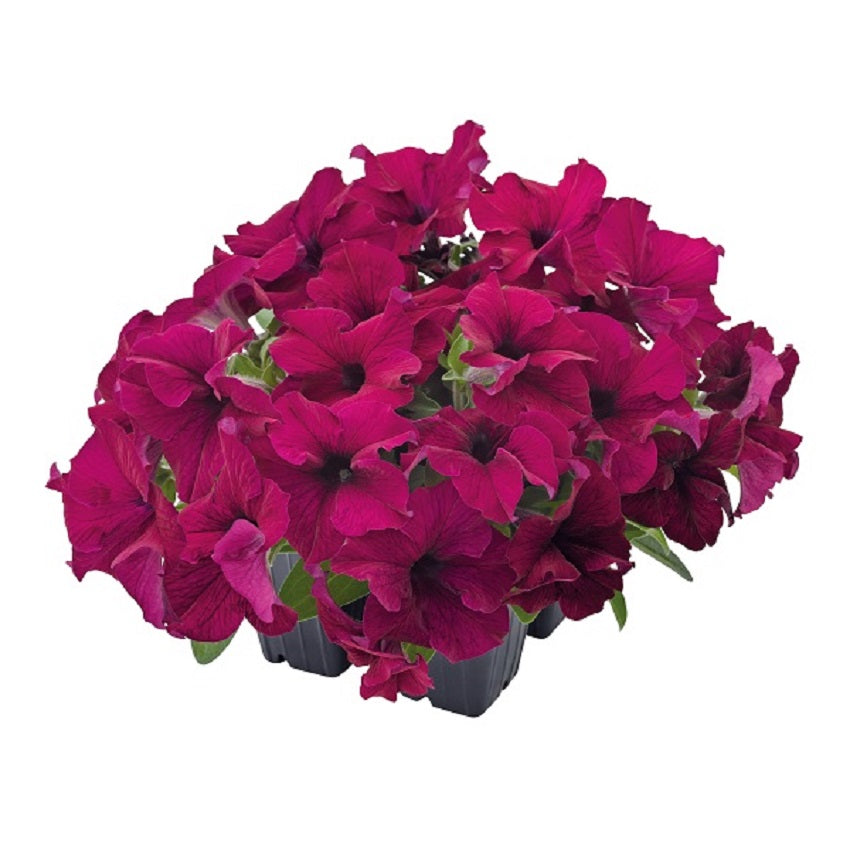 Petunia Seeds Success 360 Burgundy 50 Pelleted Seeds