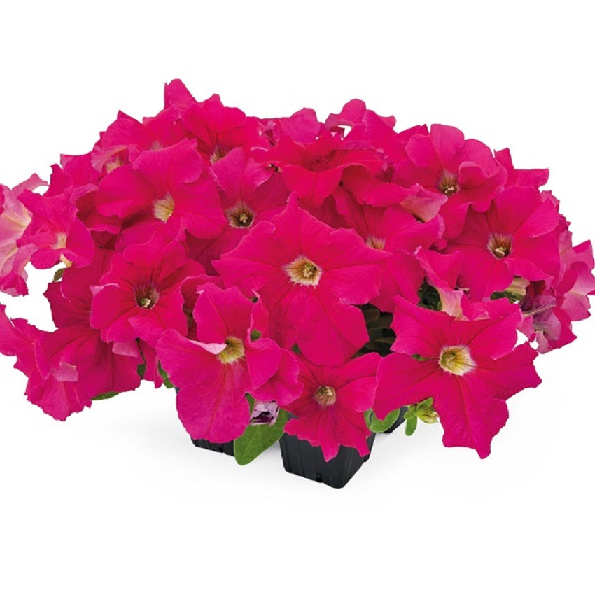 Petunia Seeds Success 360 Pink 50 Pelleted Seeds