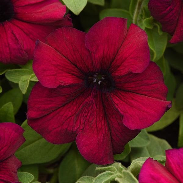 Petunia Seeds Super Cascade Burgundy 50 Pelleted Seeds