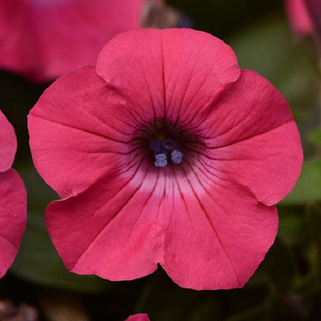Trailing Petunia Tidal Wave Cherry 25 Pelleted Petunia Seeds