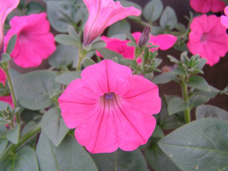 Trailing Petunia Tidal Wave Hot Pink 25 Pelleted Petunia Seeds