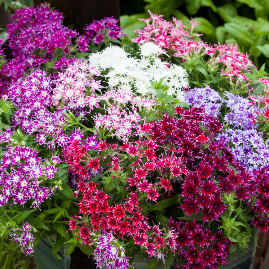garden phlox seeds Flower Seeds 50 Phlox Seeds Popstar Mix – trailingpetunia.com