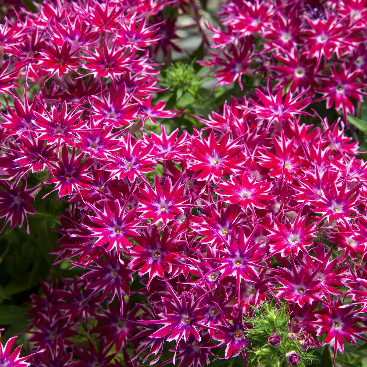 Flower Seeds 50 Phlox Seeds Popstar Purple