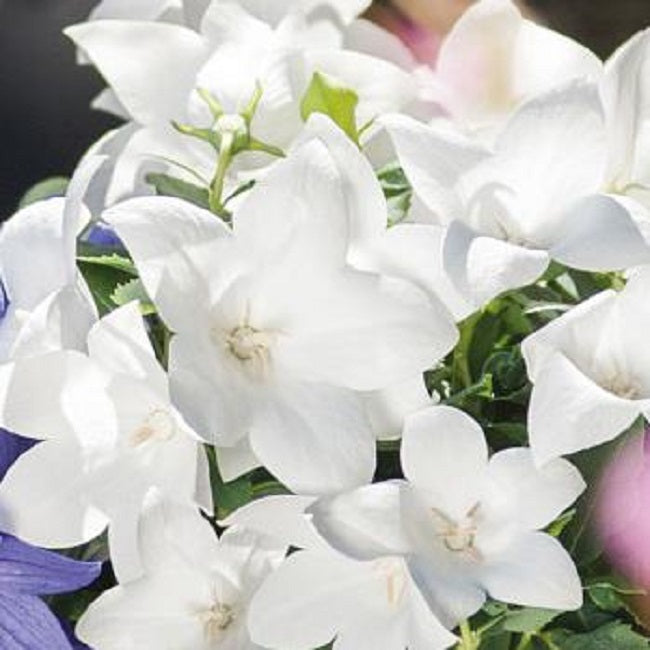 Popstar White Platycodon Seeds Balloon Flower 25 Seeds