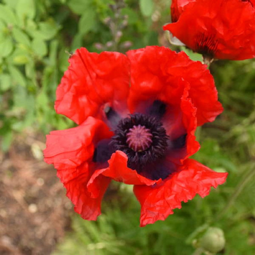 Poppy Seeds Oriental Poppy Beauty Of Livermere 500 Seeds