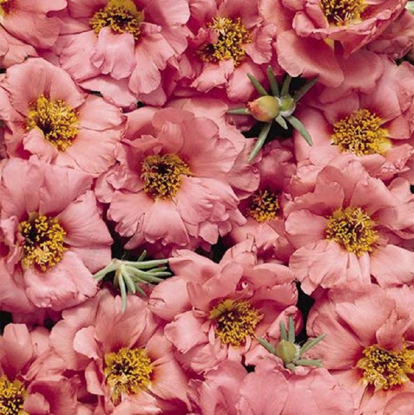 Portulaca Seeds Sundial Peach 50 Multi Pelleted Seeds
