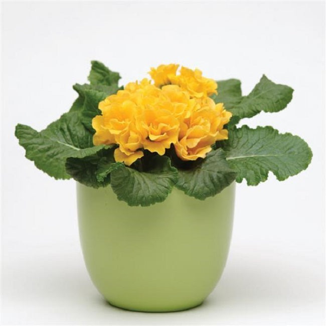 25 Primula Seeds Primlet® Golden Shades Primrose Seeds