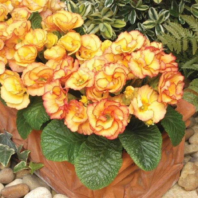primula flower seeds Primrose Seeds | Primlet® Sunrise