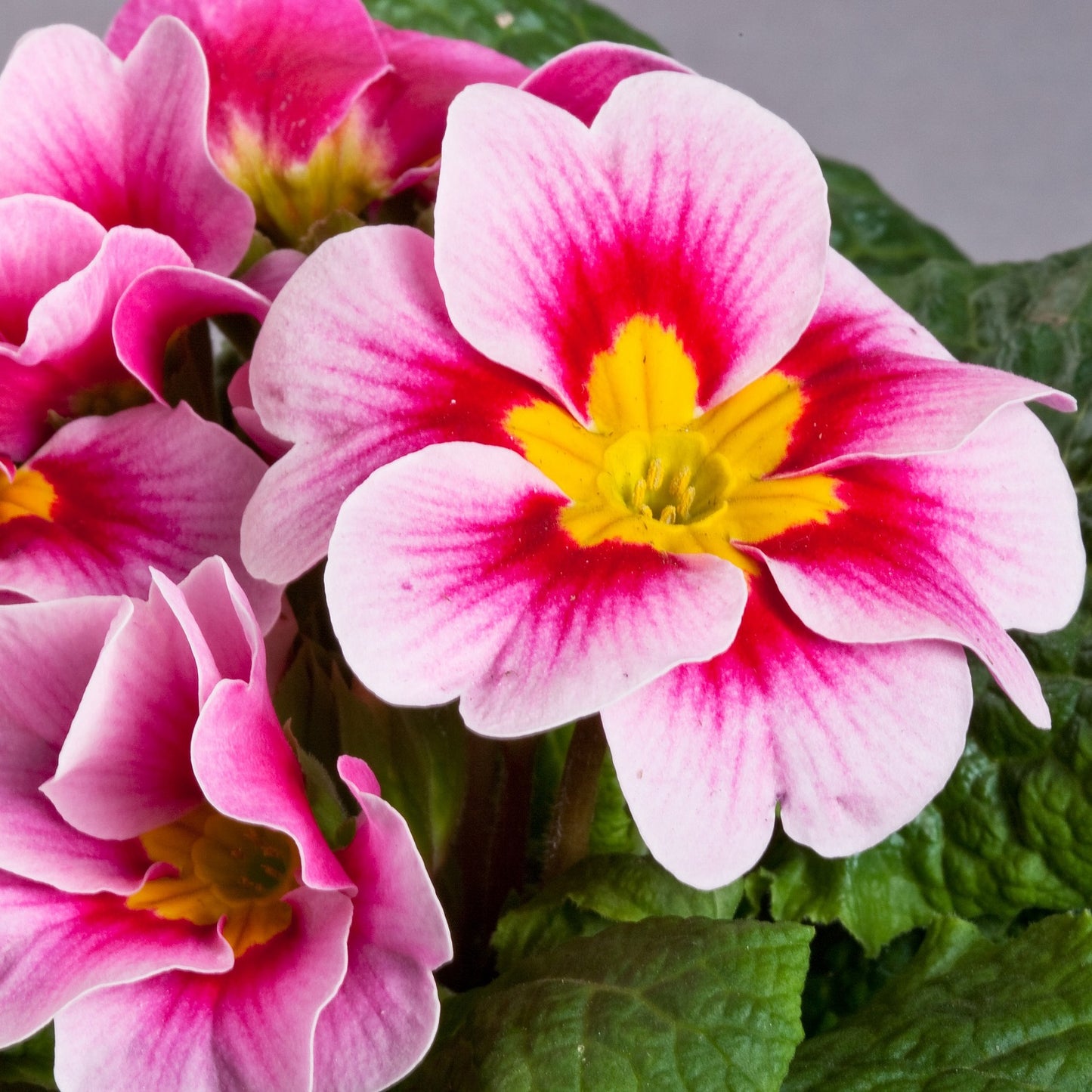 Primula Seeds 50 Primrose Seeds Primula Danova Pink Bicolor