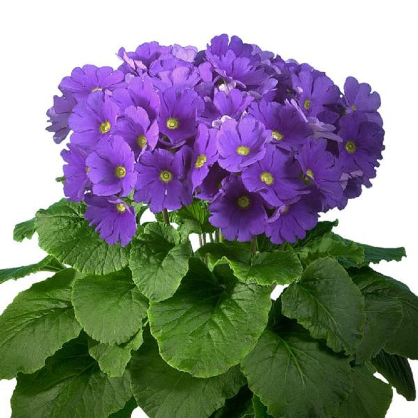 primula flower seeds Primrose Seeds Primula Obconica Original Blue 50 Seeds