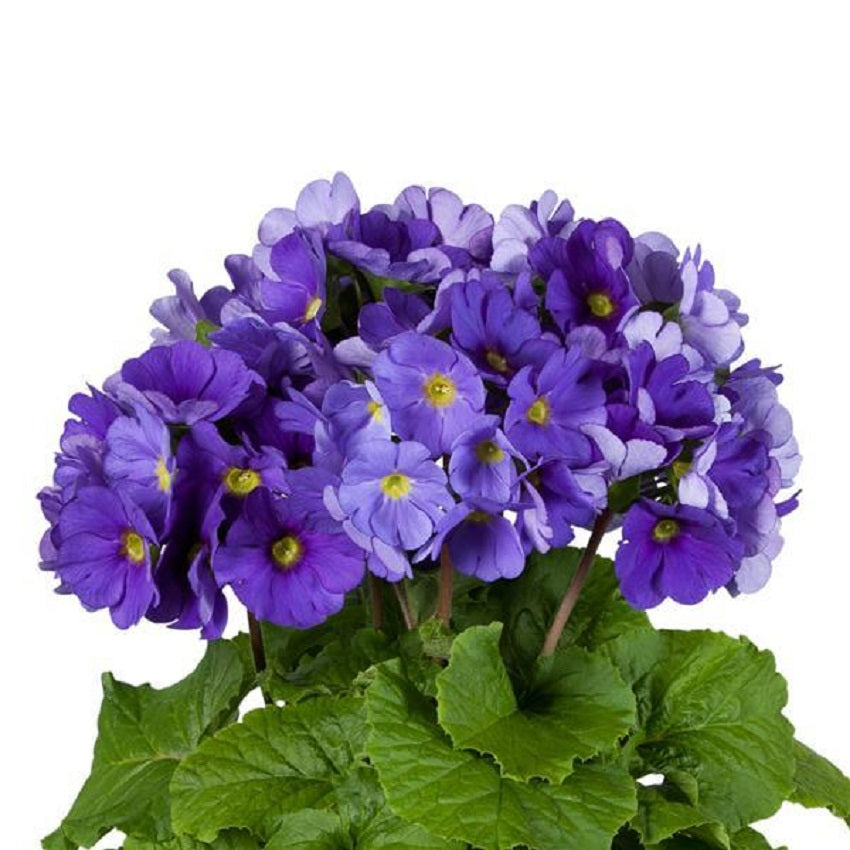 Primula Obconica Touch Me Midi Dark Blue 25 Primrose Seeds