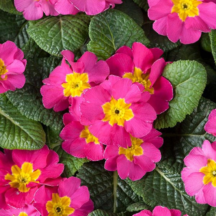 Primula Seeds Primula Optic Rose 50 Primrose Seeds