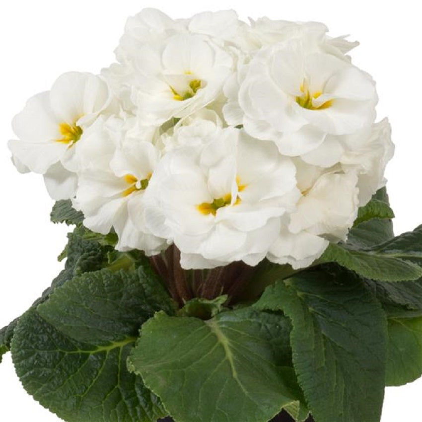Primula Seeds Paradiso Double White 25 seeds