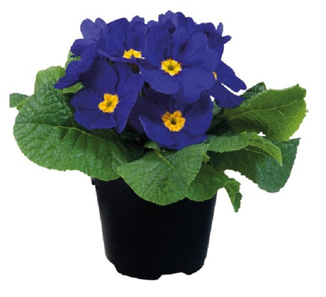 Primula Seeds Paradiso Early Blue 50 Primrose Seeds