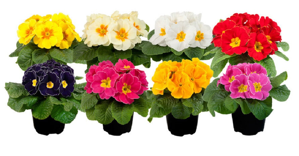 Primula Seeds Paradiso Late Mix 50 Primrose Seeds
