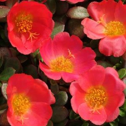 Succulent Seeds | Portulaca Toucan Scarlet
