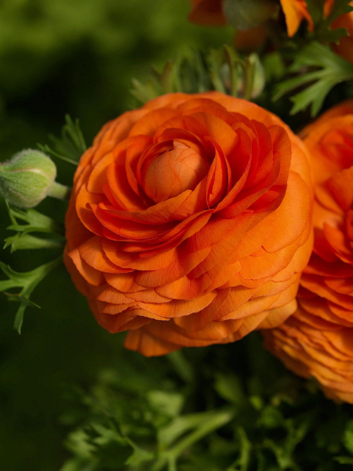 Ranunculus Seeds 25 multi Pelleted Seeds Ranunculus Bloomingdale Orange Shades