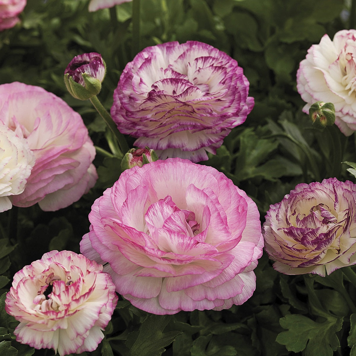 Ranunculus Seeds Mache Mix Bicolor 25 Seeds Pelleted Seeds