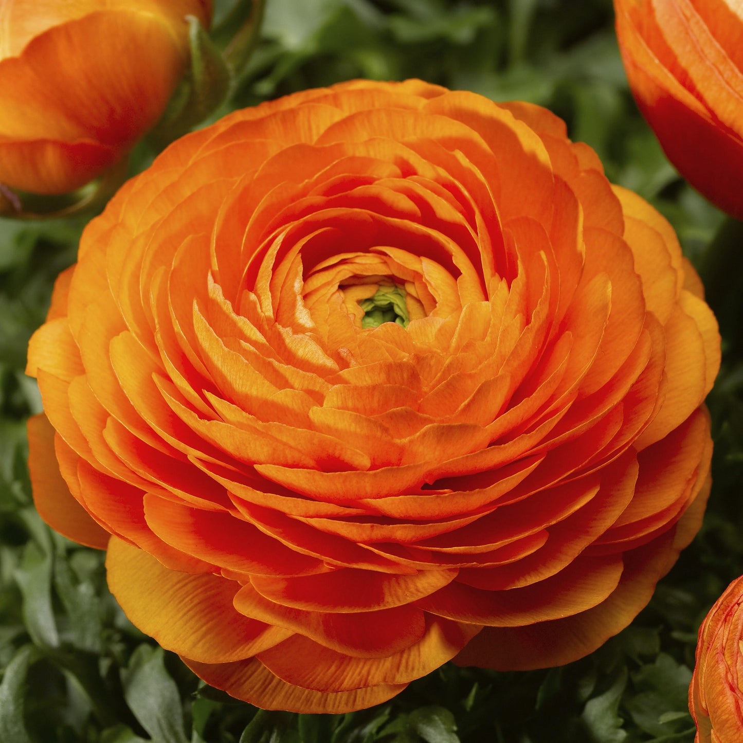 Ranunculus Seeds Mache Orange 25 Seeds Pelleted Seeds