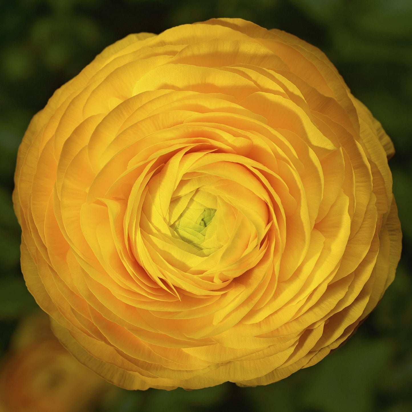 Ranunculus Seeds Magic Golden Yellow 25 Pelleted Seeds