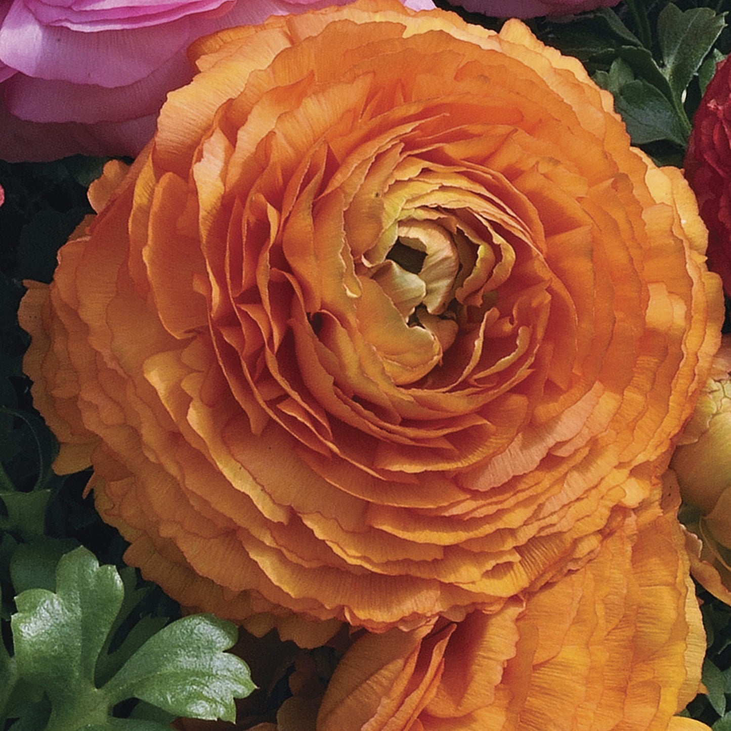 Ranunculus Seeds Magic Orange 25 Pelleted Seeds