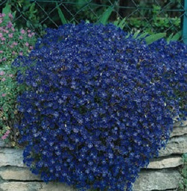 Ground Cover Seeds Aubrieta Seeds 100 thru 1,000 Seeds Rock Cress Blue Seeds